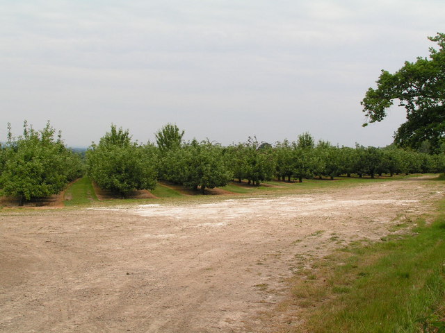 An Orchard near Tudeley.