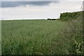 SX4376 : Field of Oats by Tony Atkin