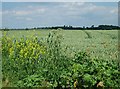 Wheat growing near Kenton