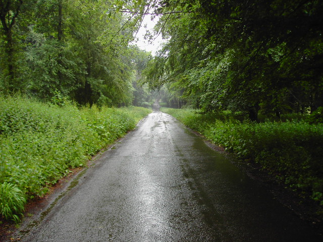 Grand Avenue, Savernake Forest