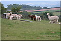 SO2348 : Alpaca Farming in Herefordshire by Philip Halling