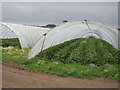 SW6231 : Strawberry plants in polytunnels by Sheila Russell