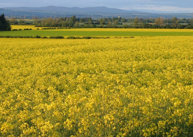 Rape fields on the Carse of Gowrie