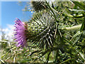 Thistle