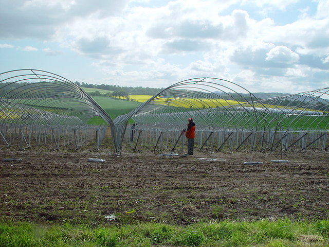 Setting up polytunnels for strawberry growing, West Craigie Farm