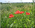 Poppies lining a wheatfield