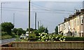 Fronts of Terrace, Crow Lane, Lackenby