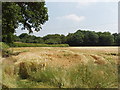 Ripening barley, Hyde Heath