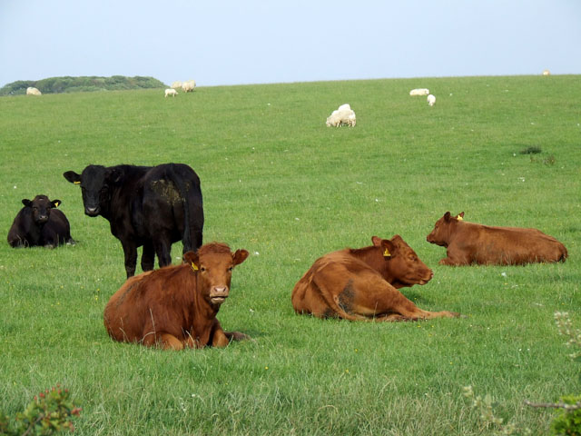 Black, Brown, and White animals in a field