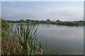 Wildmarsh Fishing Lake, Chilton Trinity