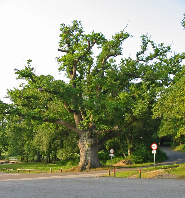 Ancient Oak at Moyles Court New Forest