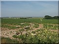 Farmland, Billockby