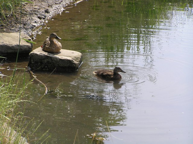 Ducks on Carr Forge Dam