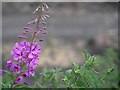 Flora alongside Trans-pennine trail