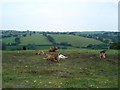 Pandy Tudur fields