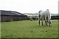 A Horse Grazing