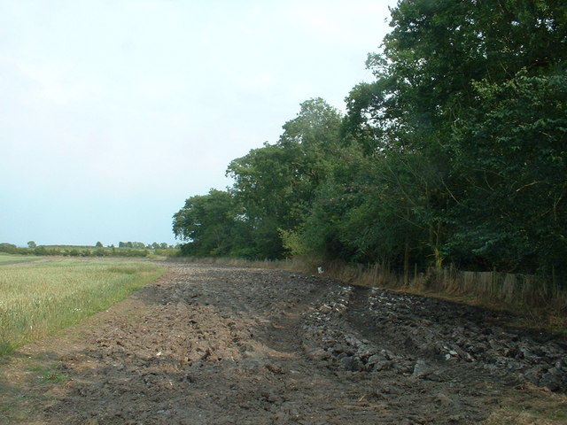 Curlew Wood