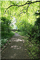 Woodland north of Bouverie Avenue, Harnham, Salisbury