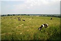 Cows, Sidmouth Road, Ottery St Mary