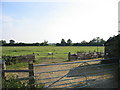 Grazing sheep and sheep-fold - Olney