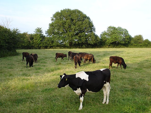Young cattle at Parrett Works