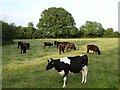 Young cattle at Parrett Works