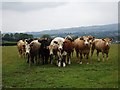 Curious cattle