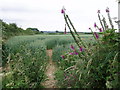 Wheatfield near Gear