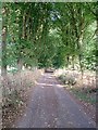 Trackway to Stinchcombe hill