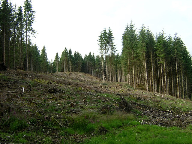 Felled Hillside in Loch Ard Forest