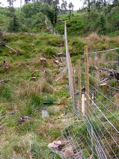 New Deer Fence in Loch Ard Forest