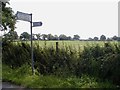 SJ4842 : Road, hedge and field by Martin Wilson