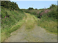 A very overgrown lane