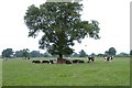 Warmingham farmland