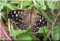 NJ3356 : Speckled Wood Butterfly (Pararge aegeria) by Anne Burgess