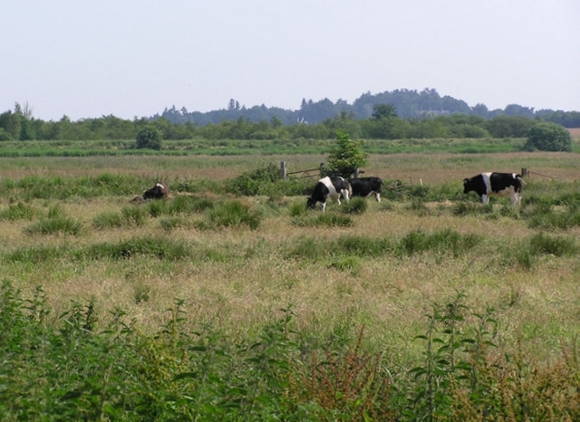 Cows on Horning Marshes