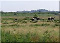 Cows on Horning Marshes