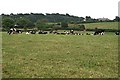 Cattle Grazing and Farmhouse