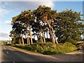 Pine Plantation and B6309 road