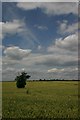 Lone tree and clouds