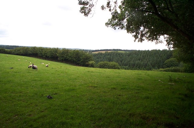 Sheep grazing west of Brown Lane, on the Brendon Hills
