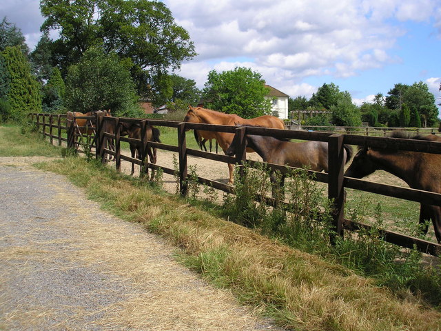 Only foals and horses, Old Lodge Farm, Surrey