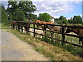 Only foals and horses, Old Lodge Farm, Surrey