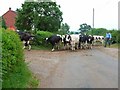Milking time at Barnes Hill Farm