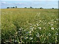 Ox Eye Daisies and Rape, Hatter