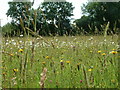 Winllan Wildlife Garden - Hay Meadow with wild flowers