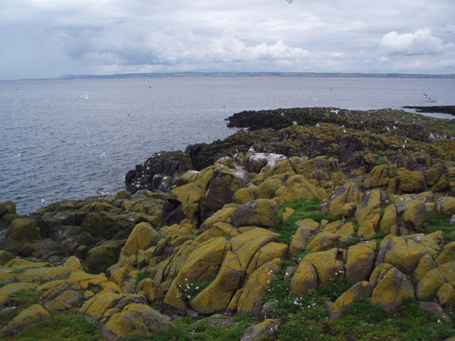 Sea birds and rocks, Isle of May
