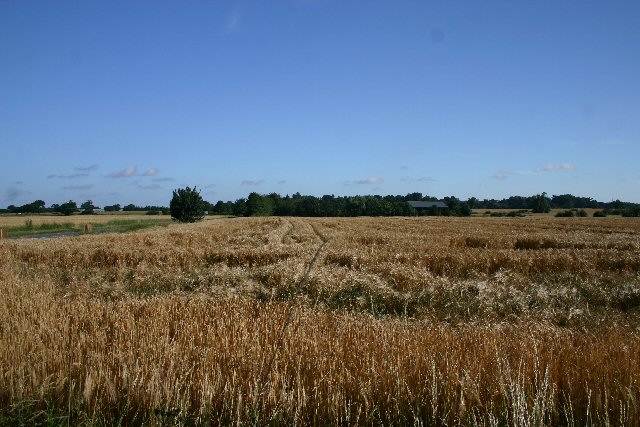 Wheat field at Bradfield Combust