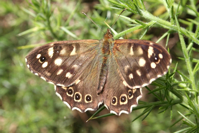 Speckled Wood Butterfly (Pararge aegeria)