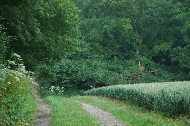 This field runs alongside Old Winchester Hill Lane